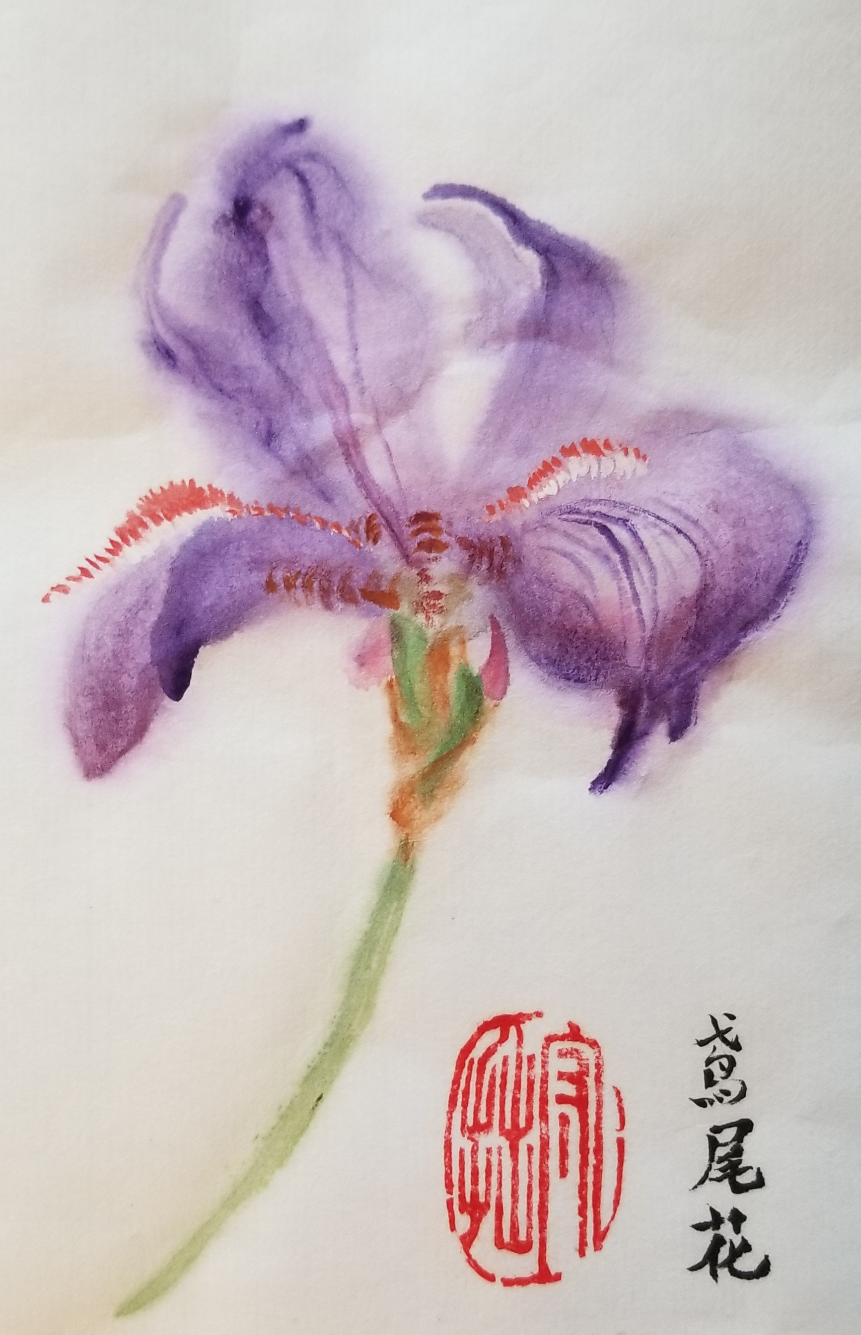 Iris 鸢尾花